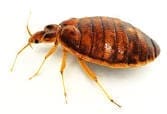 Pest Control Heat Treatment Systems